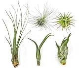 Air Plants - Tillandsia Variety Pack, Regular 1-3' - 5ct - Live Arrival Guaranteed - House Plants for Home Decor & Gift
