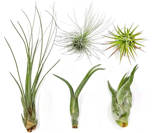 Air Plants - Tillandsia Variety Pack, Regular 1-3' - 5ct - Live Arrival Guaranteed - House Plants for Home Decor & Gift