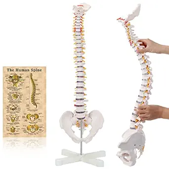 RONTEN Spine Model, 31