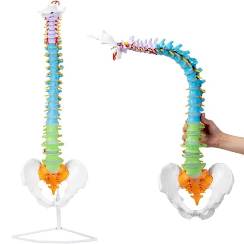 HEQIM Flexible Human Spine Model with Pelvis, 88 cm/34.6 Colored Spine Model with Occipital Bone, Pelvis and Leg Bones, Blood Vessels and Nerves, Life-Size, for Learning Teaching Models