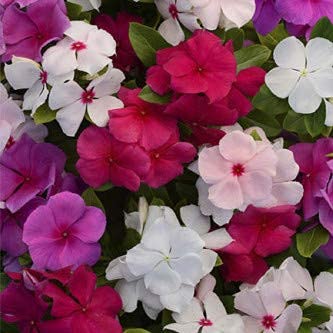 Vinca Flower Seeds Hybrid Mix Colour (Pack of 50 Seeds 2 Pkt.) (B09F39SHY3) Amazon Price History, Amazon Price Tracker