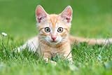 Brillante postal / tarjeta de vista de un dulce bebé de gato en una pradera.