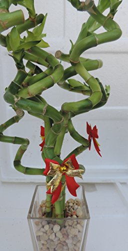 lucky bamboo Decorated -The Indoor Christmas-4" Pot w/ Glasses Vase