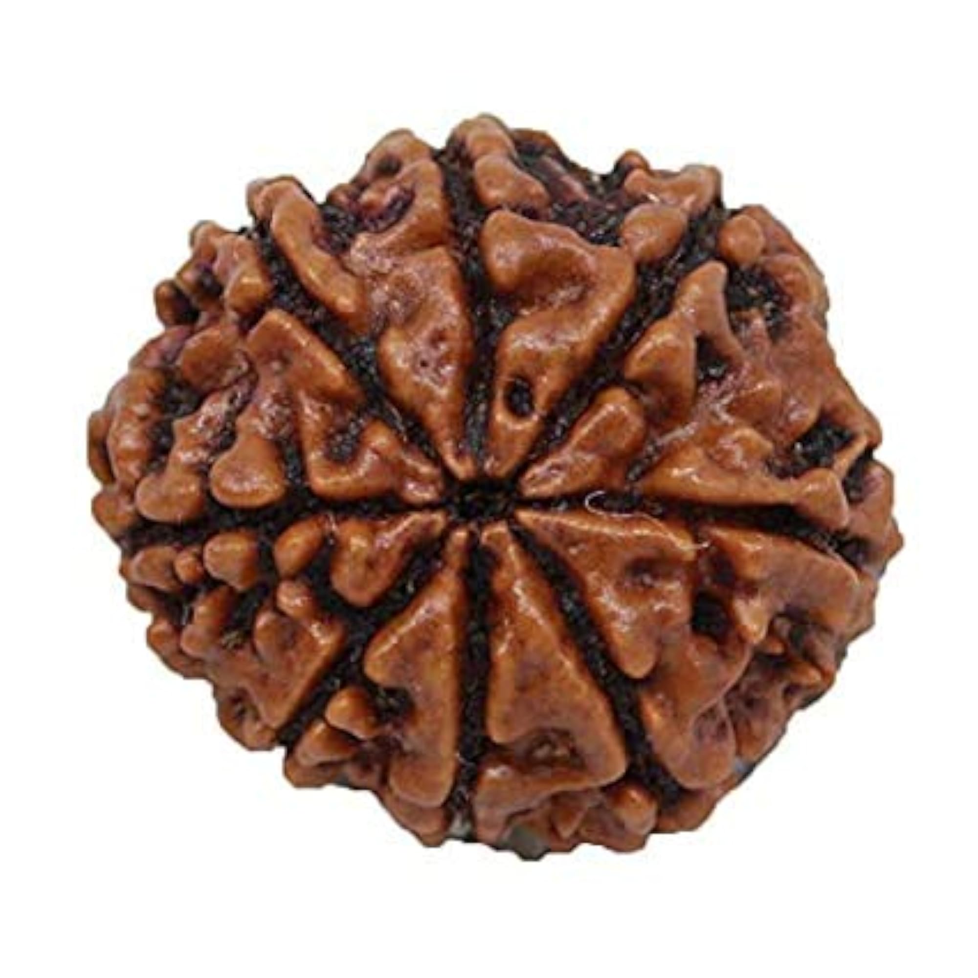 7 Mukhi Rudraksha Original Certified Nepal Bead, Unisex