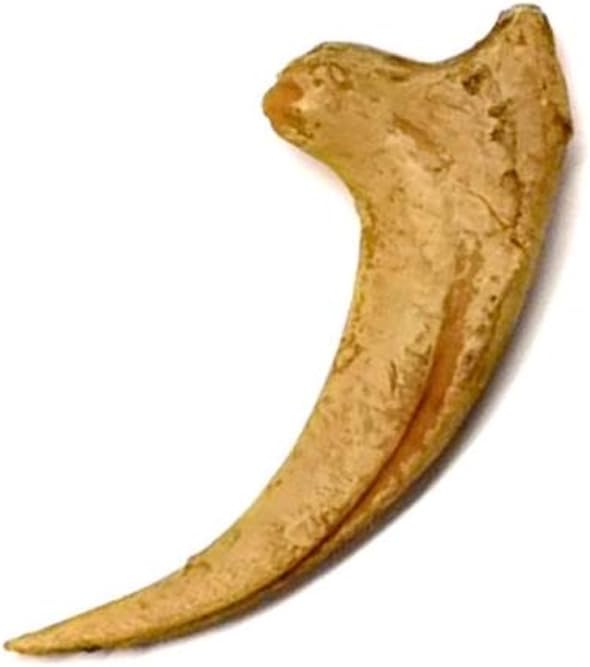 CRIGEMA - FOSSILI (VELOCIRAPTOR CLAW (REPLICA))