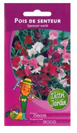 graines de pois de senteur grimpant sspencer