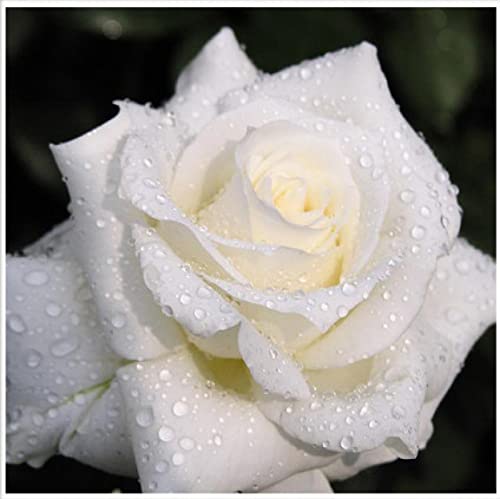 Broderie diamant rose blanche 5D pour sublimer la décoration murale du salon