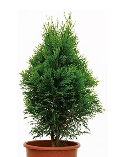 Nature Greenery Morepankhi Orientalis Compacta Beautiful Decorative Live Plant For Indoors Outdoors Lawn Garden (Morpankhi 2) (B09X36SY1F) Amazon Price History, Amazon Price Tracker