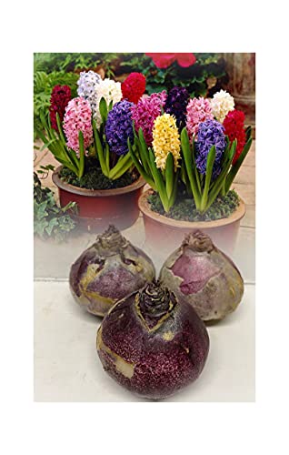 GARTHWAITE NURSERIES® : - UK Stockist : - 9 Prepared Indoor Hyacinth Bulbs Mixed Scented Indoor Flowering Size 18/19 Large Bulbs