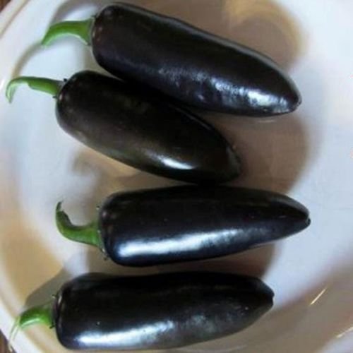 Negro Semillas de pimiento jalapeño delicioso sabor -10 Semillas