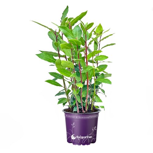 - echter Lorbeer - Italienischer XL Gewürzlorbeer - Laurus nobilis im 14...