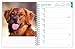 Golden Retrievers | 2026 6 x 7.75 Inch Spiral-Bound Wire-O Weekly Engagement Planner Calendar | New Full-Color Image Every Week | BrownTrout | Animals Dog Breeds Pets