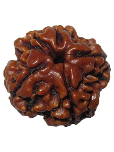 Obtain Wisdom with Four Mukhi Rudraksha. - Astrology Blog Image