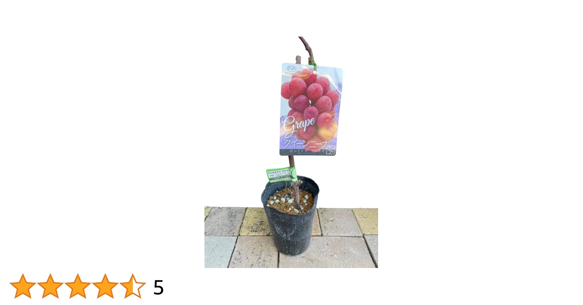 クイーンニーナ　約5kg3L クイーンニーナとシャインマスカットの詰め合わせ🍇販売開始