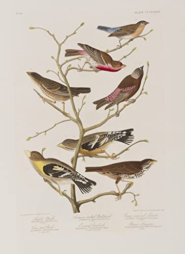 Affiche oiseaux d'Amérique Audubon toile 60x90cm pour salon