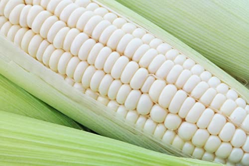 Silver Queen Sweet Corn Premium Seeds for Planting Packet