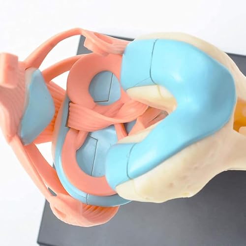 Modèles anatomiques 4D AMITD enseignement médical anatomie humaine corps