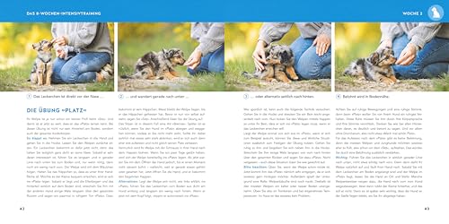 Welpen-Erziehung: Der 8-Wochen-Trainingsplan für Welpen. PLUS: Jung-Hund-Training vom 5. bis zum 12. Monat. Der Top-Seller - über 250.000 verkaufte Exemplare! (GU Welpen)