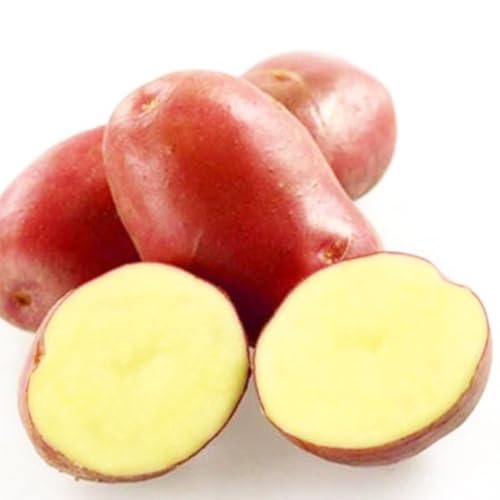 Luojuny Semi di Patate, 100 Pezzi di Semi di Patate dalla Pelle Rossa Giardino nutriente Deliziosa pianta da Fattoria vegetale Semi di Patate