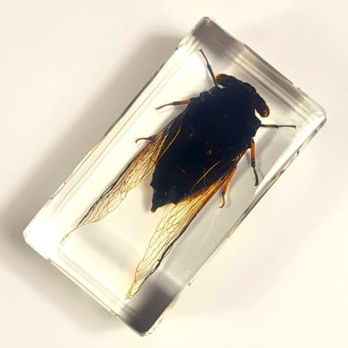 Image of 72mm Real Cicada w /Clear Wings in Crystal Lucite Resin Paperweight Specimen Preserved Cryptotympana Atrata Taxidermy Collection for Biology Science Education & Desk Ornament Display Supplies