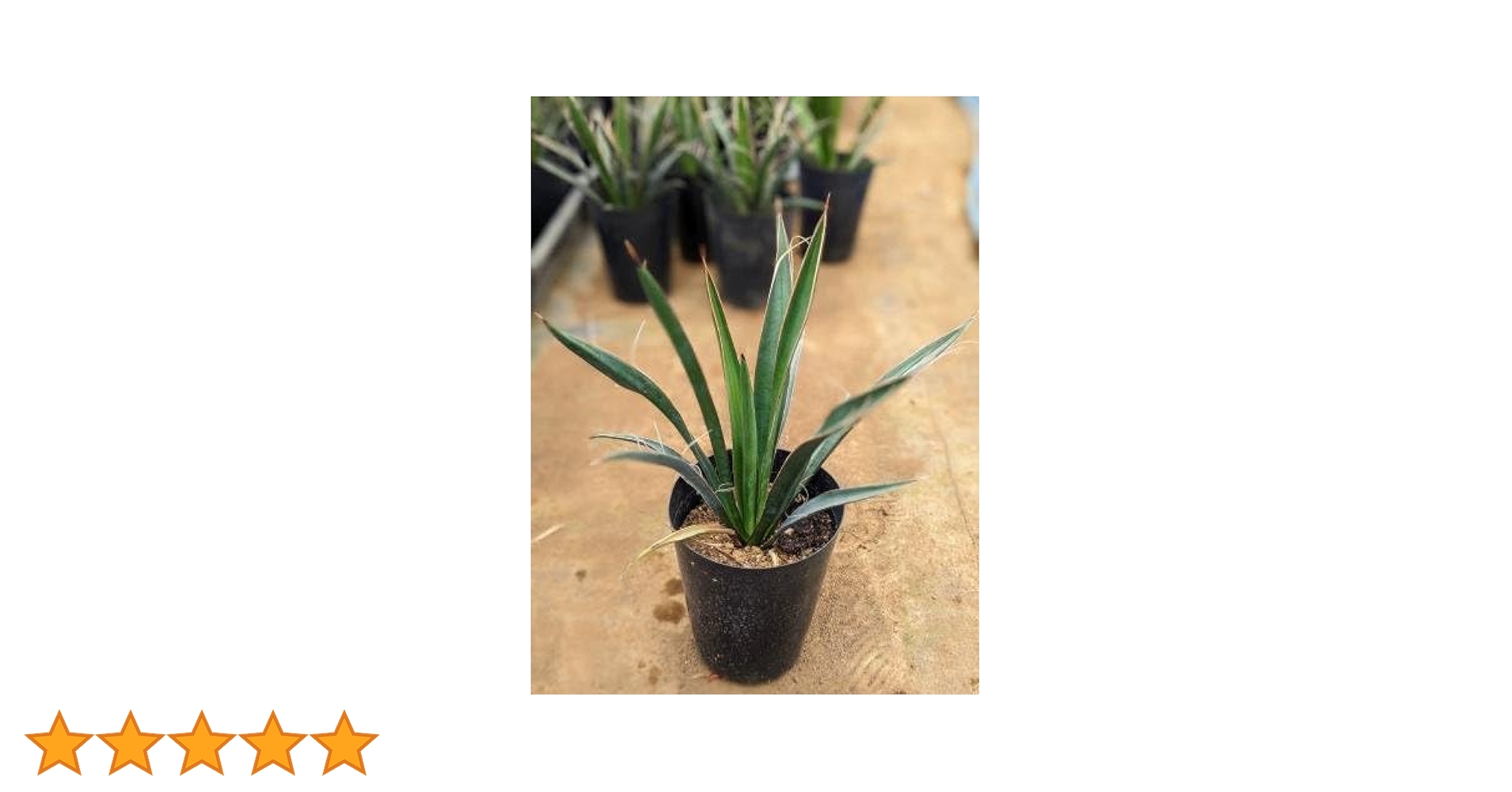 カルネロサーナ300粒 / グレイグリーン500粒 楽天市場】ユッカ カルネロサーナの通販