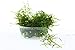 Live Aquarium Plants Java Moss for Freshwater Fish Tank Decorations use Green Moss Create a Moss Wall or Moss Carpet and Moss Driftwood Decor - Soft and Comforting for Fish (3