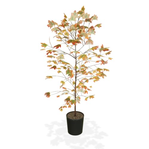 Brighter Blooms - Autumn Blaze® Red Maple Tree, 5-6 ft.