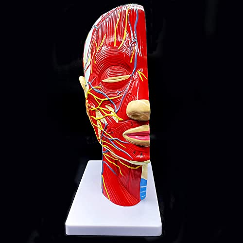 Modèle de tête humaine avec cavité nasale pour assimiler l'anatomie du cou