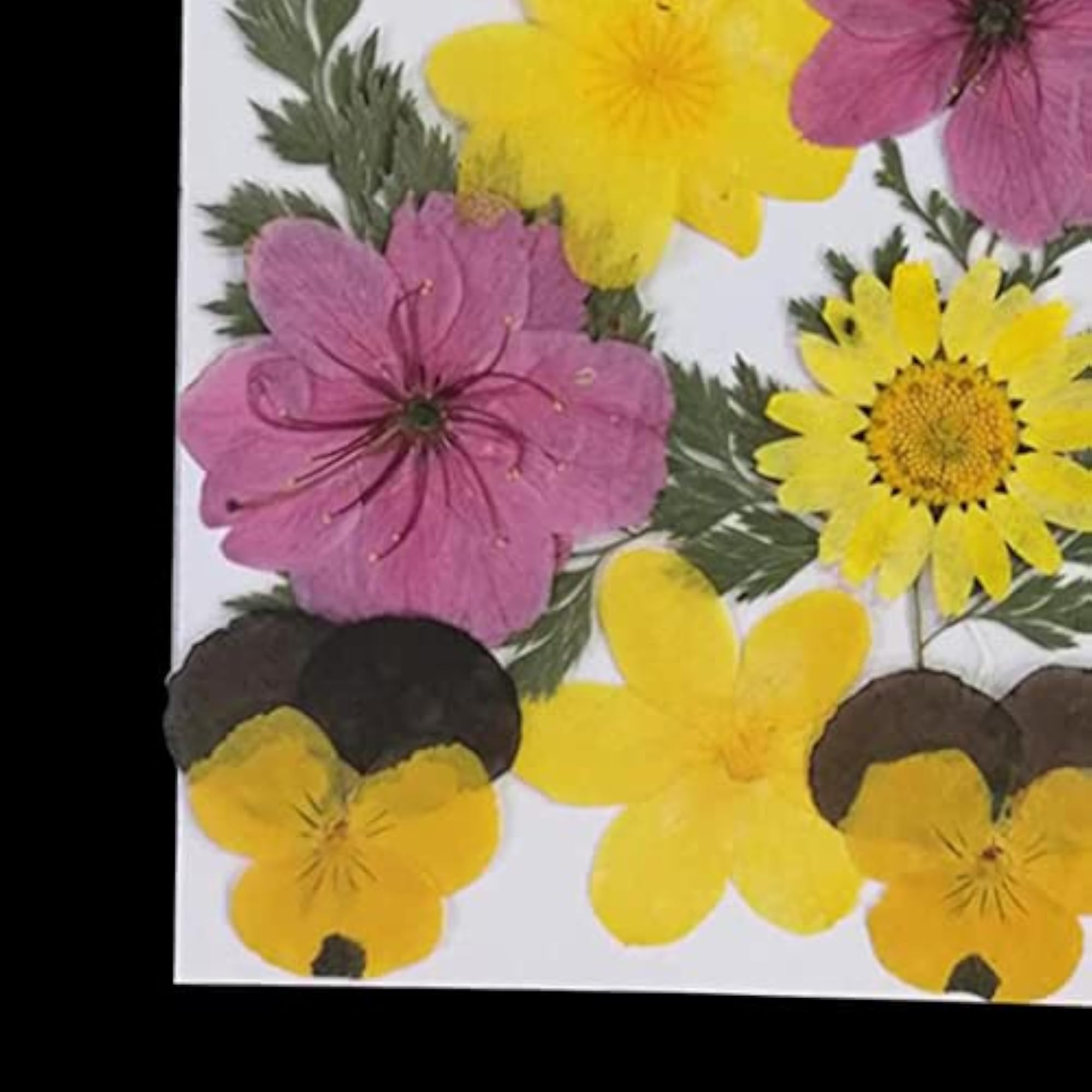 Real Dried Flowers Pressed Leaves Cherry, 2x