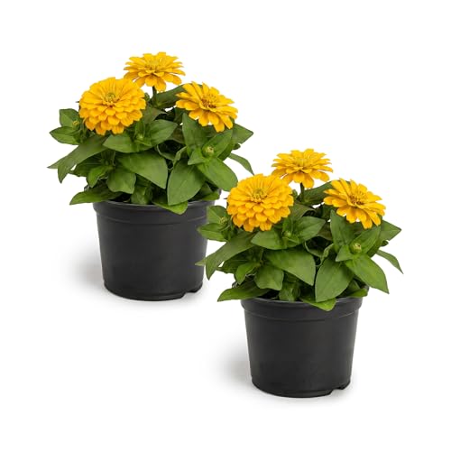 Live Zinnia 2-Pack – Yellow, Flowering Annual, Beautiful Spring and