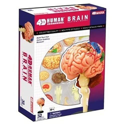 Modèle anatomique cerveau humain 4D éducation médicale AMITD - 3