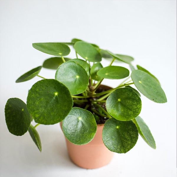 Authentic Chinese Money Plant (Pilea peperomioides/Coin Plant) Natural | Disease Free Wealth Magnet Suited for Contemporary Study Desks & Bookcases (1 Live Healthy Plant With Extra Vine)-image-40