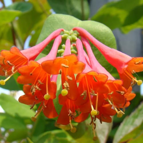 Honeysuckle Live Plant Fragrant Honeysuckle Vines Perennial Lonicera Bush for Outdoor Garden 3-6 Inches (Coral)