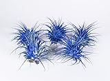 Air Plants - Tillandsia Ionantha - Organically Enhanced Color - Live Arrival Guaranteed - House Plants for Home Decor & Gift (Blue Bell 5pk)