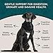 Animal Essentials Senior Support for Dogs & Cats Supplement - Milk Thistle, For Old Cats & Dogs, Pet Kidney Support, Herbal Supplement - 1 Fl Oz