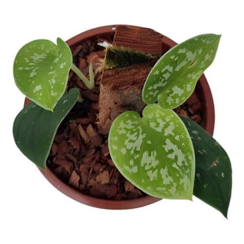 Muda Jiboia Prateada Scindapsus Pictus Planta Rara Natural