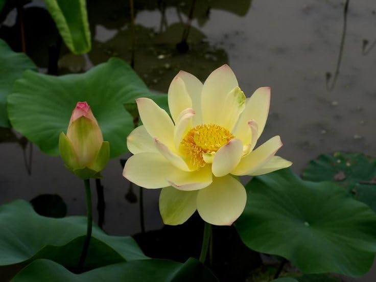 See full amazon price history chart for Rare All Season Yellow Lotus Flower Hybrid Big Water Lily (TUBER) Live Plant Original Variety Blooming With In 25 Days For Indoor & Outdoor Rare All Season Yellow Lotus Flower Hybrid Big Water Lily (TUBER) Live Plant Original Variety Blooming With In 25 Days For Indoor & Outdoor (B0CKXYWKR8) Amazon Price History, Amazon Price Tracker