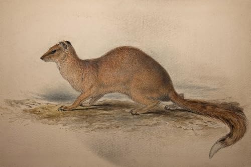 Affiche Impression d'art Art Tableau Cynictis Steedmanii Edward Lear