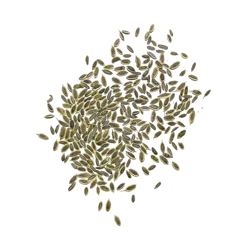 Seed Needs Dill Seeds for Planting Bouquet Herbs - Non-GMO Heirloom & Untreated Herb Seed to Plant a Home Grown Indoor/Outdoor Garden (1 Pack) - Image 5