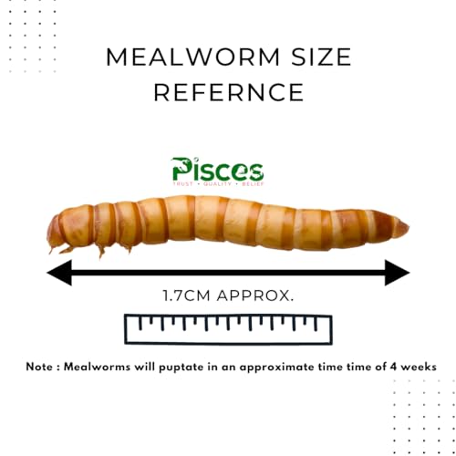 Image of PISCES True Bugs Live Larvae Mealworms - 300 Pcs | High Protein Treat Food With Natural Supplement For All Life Stages Aquarium Fish Like Arowana, Monkey And Other Pet