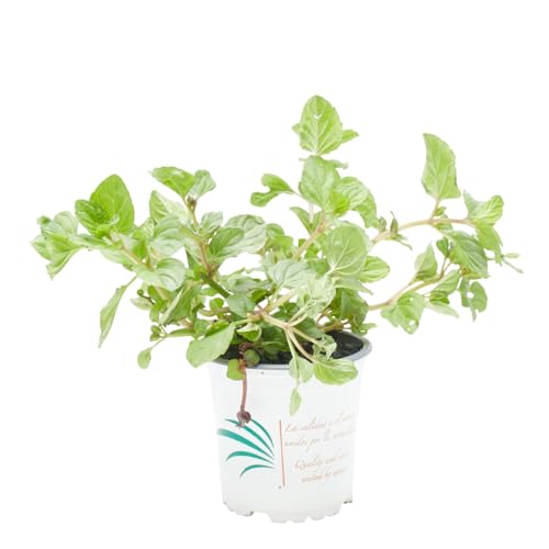 Verdecora Menta Surtida en maceta Ø11cm | Mentha spp. | Planta Aromática y Medicinal | Variedad Aleatoria | Ideal para Cocina, Infusiones y Cócteles | 1 Unidad