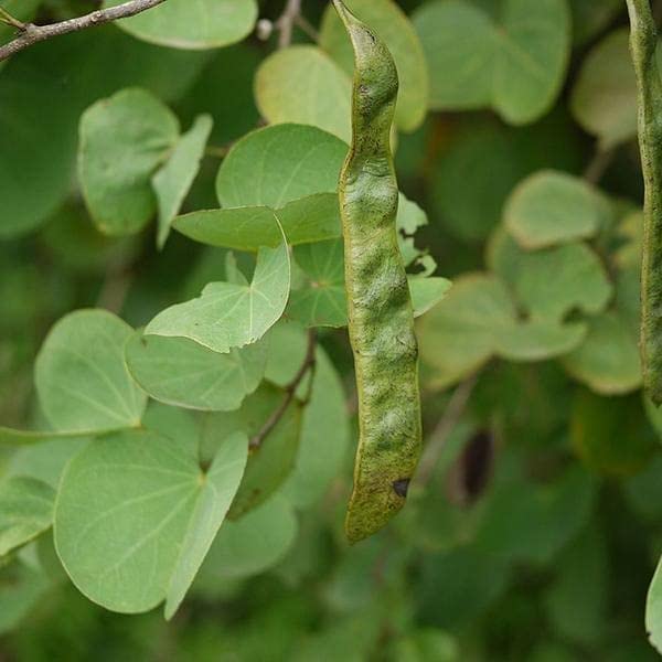 Mphmi Nursery Plants Delhi NCR Katmauli, Bidi Leaf Tree, Apta - Plant (B0CMY2YWJK) Amazon Price History, Amazon Price Tracker