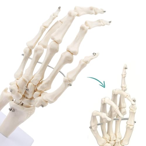 Image of Human Hand Joint Anatomical Articulated Hand Skeleton Model 1:1 Life Size | Fully Articulated Model for Desk Decor , Medical Lectures & Science Study