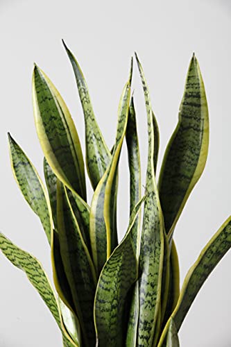 Sansevieria Lengua de Suegra Ø17cm Planta Natural de Interior Verdecora 5