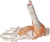 Anatomical 1:1 Human Skeletal Foot Skeleton Ankle Model Foot Bones And Joints Bound W/Ligaments For Medical Teaching Aid