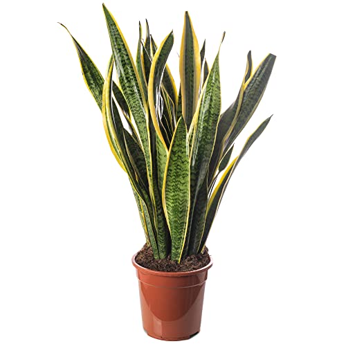 Snake Plant Sansevieria Tall Indoor Plants Exotic Large Trees for Your Home