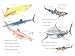 Sharks! (All Aboard Reading)