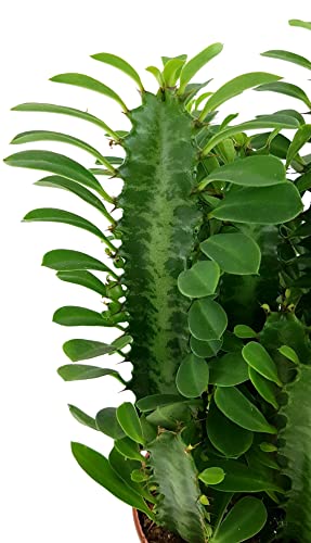 Wolfsmilch Fangblatt Euphorbia trigona Green – Dreikantige Pflanzen