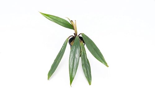 Miniatura 6 de SubstrateSource Bucephalandra Red Scorpio - Planta de acuario viva, decoración natural de pecera de agua dulce, decoración acuática, planta (10-15