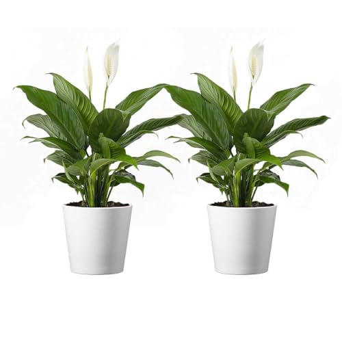 American Plant Exchange Spathiphyllum Peace Lily Live Plant, Indoor Flowering